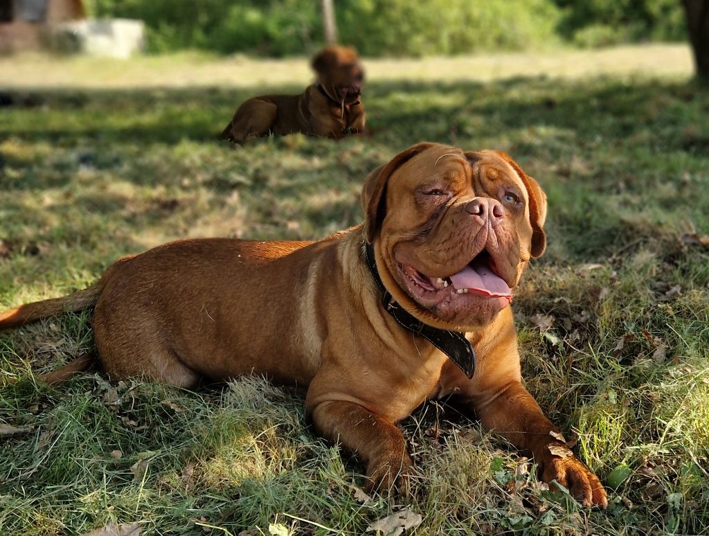 Ultra belle Des Diamants Enchantés