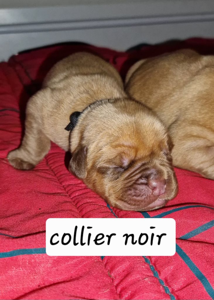 Laurence Cabrera - Chiots disponibles - Dogue de Bordeaux