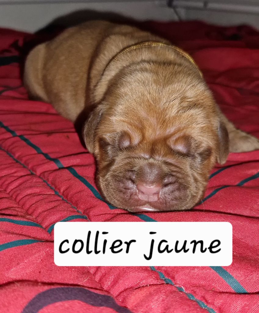Laurence Cabrera - Chiots disponibles - Dogue de Bordeaux