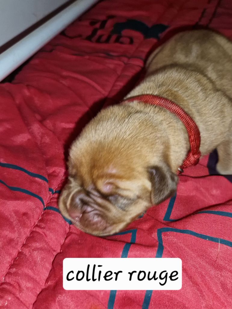 Laurence Cabrera - Chiots disponibles - Dogue de Bordeaux
