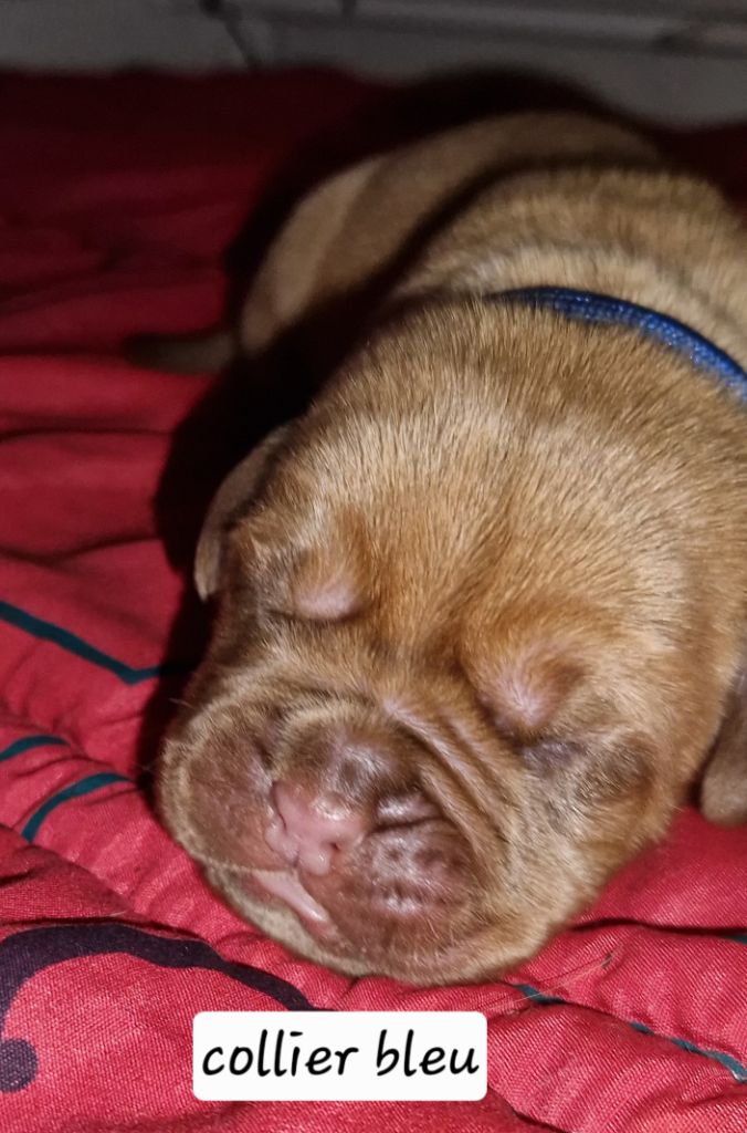 Laurence Cabrera - Chiots disponibles - Dogue de Bordeaux