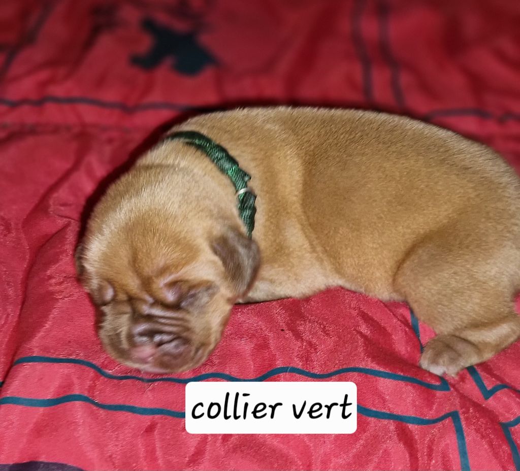Laurence Cabrera - Chiots disponibles - Dogue de Bordeaux