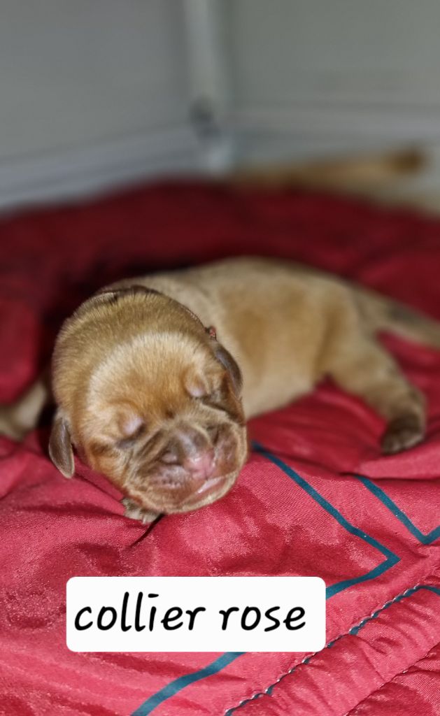 Laurence Cabrera - Chiots disponibles - Dogue de Bordeaux