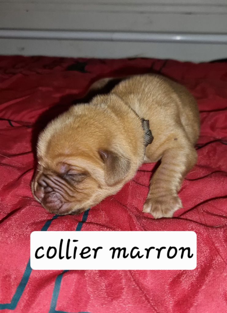 Laurence Cabrera - Chiots disponibles - Dogue de Bordeaux
