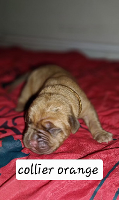 CHIOT 8