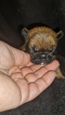 CHIOT 5