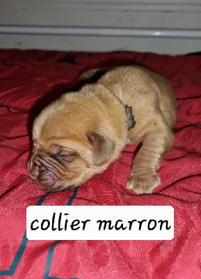 CHIOT 3