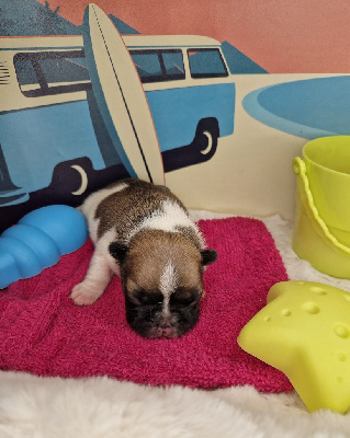 CHIOT 2