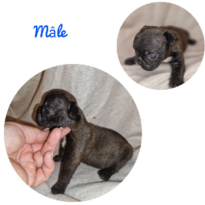 CHIOT 1
