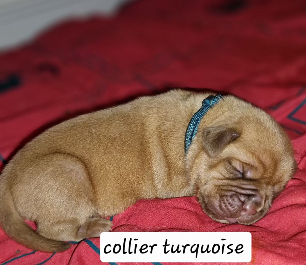Laurence Cabrera - Chiots disponibles - Dogue de Bordeaux