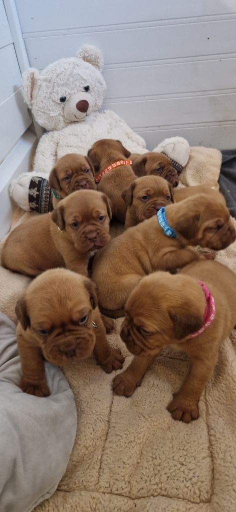 Chiot Dogue de Bordeaux Laurence Cabrera